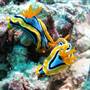 Great Barrier Reef