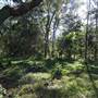 The Backlot, Bonogin - Overview