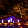 Flames of the Forest - Port Douglas