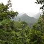 Mamu Tropical Skywalk
