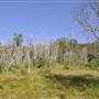 Bonogin Backlot - Dead Tree Paddock