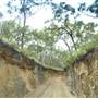 Mulgumpin (Moreton Island) Bush Track - Middle Road