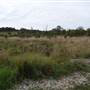 Bushland / Nature Reserve