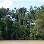 Mulgrave River (Cairns Region)