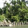 Mulgrave River (Cairns Region)