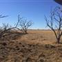 Dead Tree Patch