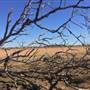 Dead Tree Patch