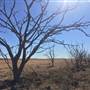 Dead Tree Patch