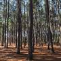 Pine Forest, Riverside Skate Park & Open Sports Fields - Pizzey Park