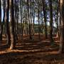 Pine Forest, Riverside Skate Park & Open Sports Fields - Pizzey Park