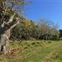 St Helena - Tree Areas & Rainforest
