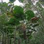 Daintree Fan Palm Forest