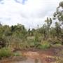 Black Swamp Wetlands