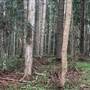 Bonogin Backlot & Pine Forest