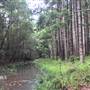 Bonogin Backlot & Pine Forest