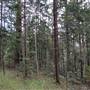 Hillside Hoop Pine Forest
