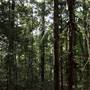 Hillside Hoop Pine Forest