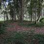 Hinterland Stream with Forest & Paddock