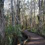 Gold Coast - Coombabah Paperbark Forest