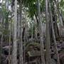 Jungle / Strangler Figs / Palm Grove / Rock Wall