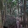 Jungle / Strangler Figs / Palm Grove / Rock Wall