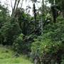 Hinterland Jungle Backlot
