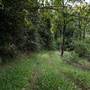 Hinterland Jungle Backlot