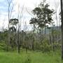 Dirt Road / Wilderness / Pastures