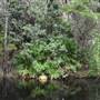 The Narrows (Noosa Everglades)