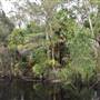 The Narrows (Noosa Everglades)