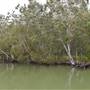 Johns Landing (Noosa Everglades)