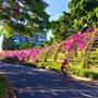 South Bank Grand Arbour