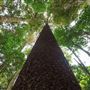 Bunya Mountains