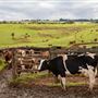 Kingaroy