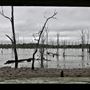Wooroolin Wetlands