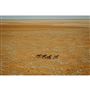 Boulia