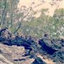 Karragarra Island
