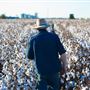 Cotton Fields