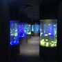 Sea Jelly Exhibit & Research Laboratory - Sea World Gold Coast