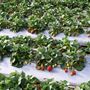 Shaylee Strawberry Farm