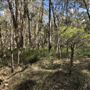 Brushtail Trail - Karawatha Forest Park