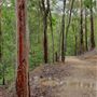 Mahogany Track - Mount Coot-tha Forest