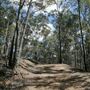 Mount Coot-tha Forest - Pinnacle Trail