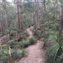 Mount Coot-tha Forest - Powerful Owl Trail