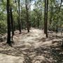 Mount Coot-tha Forest - Powerful Owl Trail