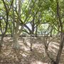 North Ipswich Wetlands Park