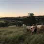 Tallavalley Farm