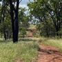 Dumbarton Cattle Station