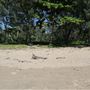 Yorkeys Knob Beach