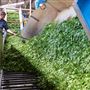 Nerada Tea Plantation and factory